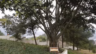 Cây đa Chủ tịch nước Trần Đức Lương trồng tưởng nhớ liệt sĩ tại mỏ đồng Sin Quyền