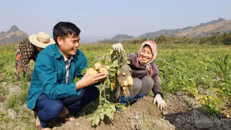 Hiệu quả mô hình liên kết sản xuất khoai tây vụ đông ở Khánh Yên