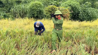 Công an xã Bảo Thắng giúp dân thu hoạch lúa tránh hoàn lưu bão số 11