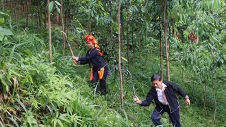 Hiệu quả từ mô hình trồng quế hữu cơ