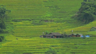 Mùa lúa chín sớm ở bản Lao Chải, Lào Cai