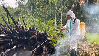 Tuyên Quang xuất hiện dịch cúm gia cầm A/H5N1