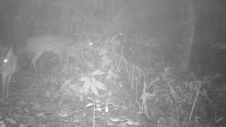 Phát hiện 34 loài động vật hoang dã, quý hiếm trên bờ vực tuyệt chủng toàn cầu