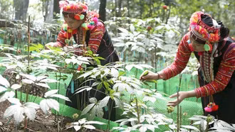 Y học cổ truyền hồi sinh từ núi rừng Tây Bắc