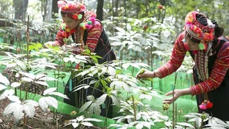 Y học cổ truyền hồi sinh từ núi rừng Tây Bắc
