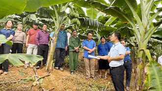 Tập huấn kỹ thuật canh tác, phòng bệnh và liên kết tiêu thụ sản phẩm chuối