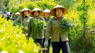 Dược liệu Việt Nam: Từ tri thức dân gian đến chuỗi giá trị hiện đại