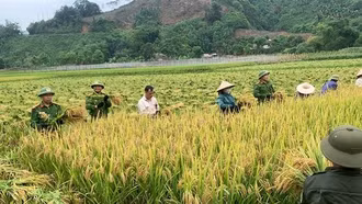 Ấn tượng hình ảnh Công an xã gặt lúa giúp dân trong nắng nóng