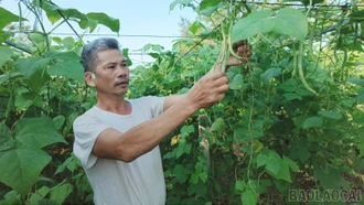 Bảo Thắng gieo trồng trên 800 ha rau màu vụ đông