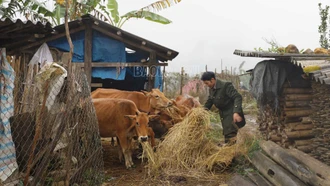 Các xã vùng cao siết chặt công tác phòng, chống rét cho vật nuôi