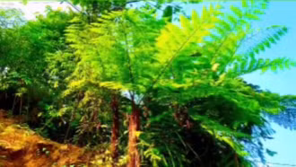 Dương xỉ khổng lồ trên vùng núi cao Lào Cai