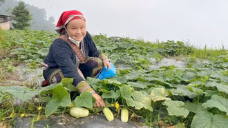 Bí quyết tăng năng suất cho dưa chuột bản địa ở Cốc San