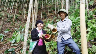 Cây quế - “vàng xanh” của nông dân Lào Cai