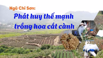 Ngũ Chỉ Sơn phát huy thế mạnh trồng hoa cắt cành