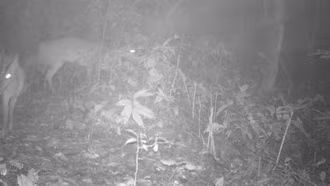 Phát hiện loài động vật quý hiếm tuyệt chủng gần 100 năm giữa rừng Xuân Liên