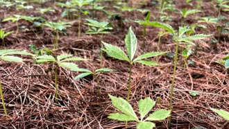 Si Ma Cai sản xuất hơn 1 vạn cây tam thất Bắc giống chuẩn bị cho vụ mới 2025