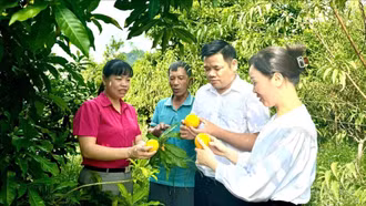 Phát triển cây ăn quả - “đòn bẩy” kinh tế của phường Trung Tâm