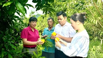 Phát triển cây ăn quả - “đòn bẩy” kinh tế của phường Trung Tâm