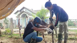 Thủ tướng chỉ đạo triển khai giải pháp phòng, chống dịch bệnh gia súc, gia cầm