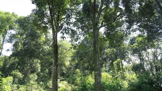 "Cây vàng xanh" giúp nông dân Lào Cai làm giàu bền vững