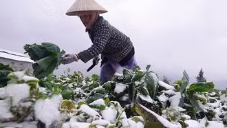 Từ nay đến đầu tháng 1/2025 là cao điểm của rét đậm, rét hại