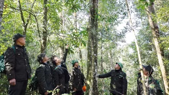 Gác rừng ngày Xuân