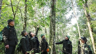 Gác rừng ngày Xuân