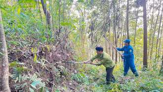 Lào Cai: Quyết liệt triển khai các biện pháp phòng cháy, chữa cháy rừng