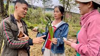 Đẩy mạnh chuỗi giá trị cây thuốc Việt trong y học cổ truyền