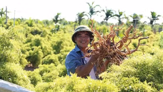 Định hướng phát triển dược liệu Việt đạt tiêu chuẩn GACP-WHO