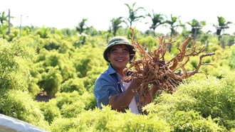 Định hướng phát triển dược liệu Việt đạt tiêu chuẩn GACP-WHO