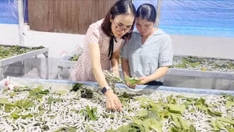 Tập huấn nhân rộng mô hình trồng dâu, nuôi tằm