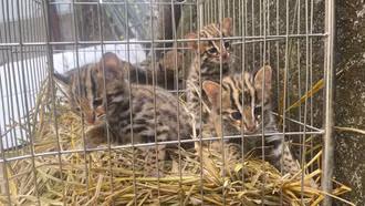 Công an xã Cốc Lầu tiếp nhận, bàn giao 3 cá thể mèo rừng nguy cấp, quý hiếm