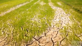 Hỗ trợ sản xuất nông nghiệp bị thiệt hại do thiên tai, dịch hại thực vật