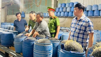 Tiêu hủy hơn 3 tấn giá ngâm ủ hóa chất độc hại