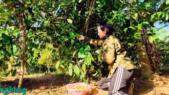 Đồng bào dân tộc thiểu số làm giàu dưới tán chè