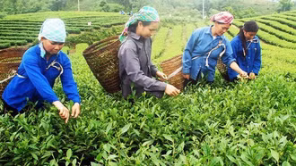 Xây dựng nông thôn mới từ mô hình trồng chè