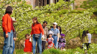 Huyện Si Ma Cai: Tổ chức Lễ hội hoa lê trắng năm 2025