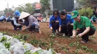 Phường Kim Tân xã hội hóa trồng hoa, thảm cỏ trang trí tiểu công viên