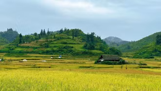Mùa cốm trên cao nguyên Bắc Hà