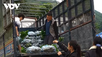 Mô hình sinh kế bền vững, góp phần xóa nghèo ở vùng khó Lào Cai