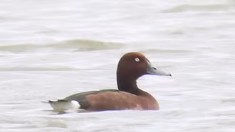 Lần đầu phát hiện 4 loài chim lạ, quý hiếm ở Vườn quốc gia Phong Nha - Kẻ Bàng