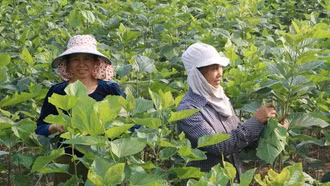 Quy Mông chuyển mình nhờ phát triển nông nghiệp xanh