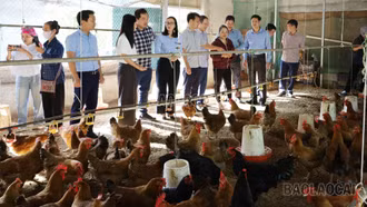 Tổng kết mô hình nuôi gà sinh sản tại xã Phong Hải