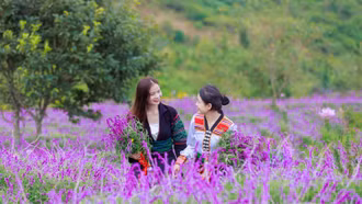 Fansipan rực rỡ với thảm hoa tím trải dài tới tận chân trời