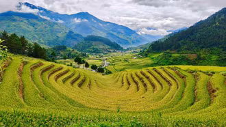 Lên Lào Cai ngắm lúa vàng trên ruộng bậc thang Hạnh Phúc