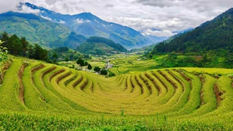 Lên Lào Cai ngắm lúa vàng trên ruộng bậc thang Hạnh Phúc