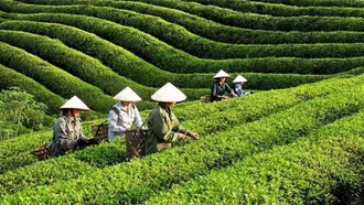 Nâng cao chất lượng, đầu tư vào chế biến sâu để tăng giá trị cho chè xuất khẩu