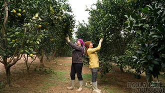 Phúc Khánh: Xây dựng mô hình kinh tế nông nghiệp nông thôn hiệu quả