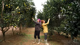 Phúc Khánh: Xây dựng mô hình kinh tế nông nghiệp nông thôn hiệu quả